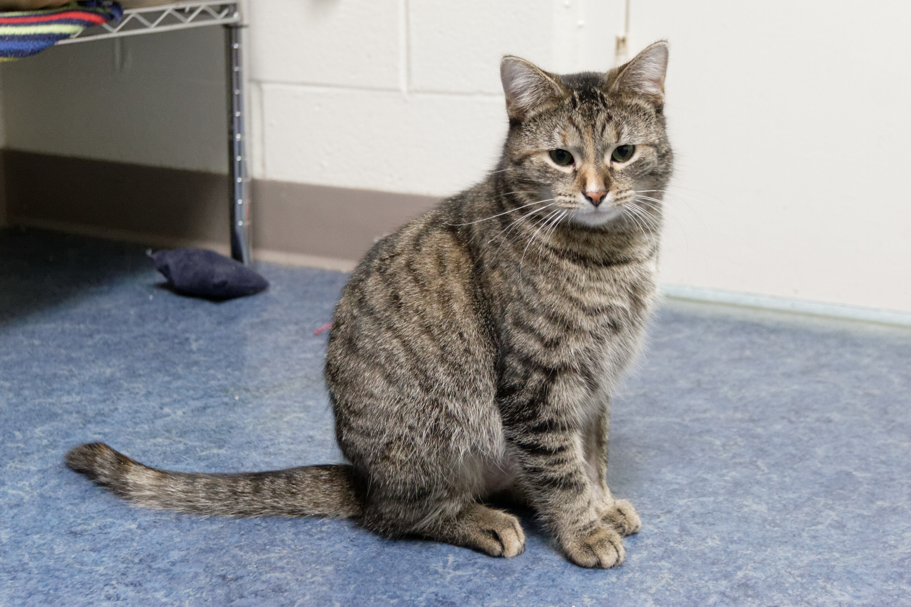 Charity, an adoptable Domestic Short Hair in Urbana, OH, 43078 | Photo Image 5