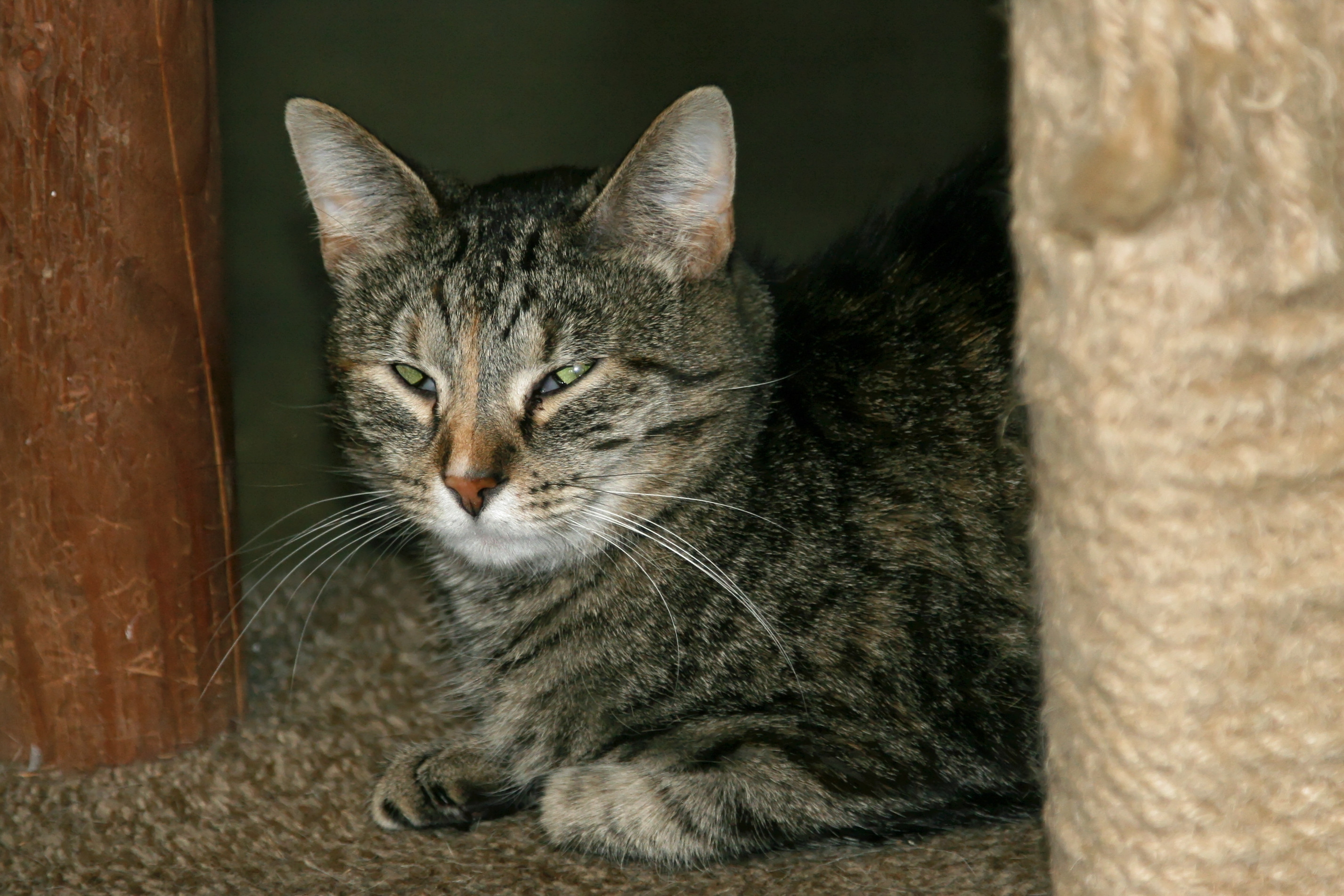 Charity, an adoptable Domestic Short Hair in Urbana, OH, 43078 | Photo Image 6