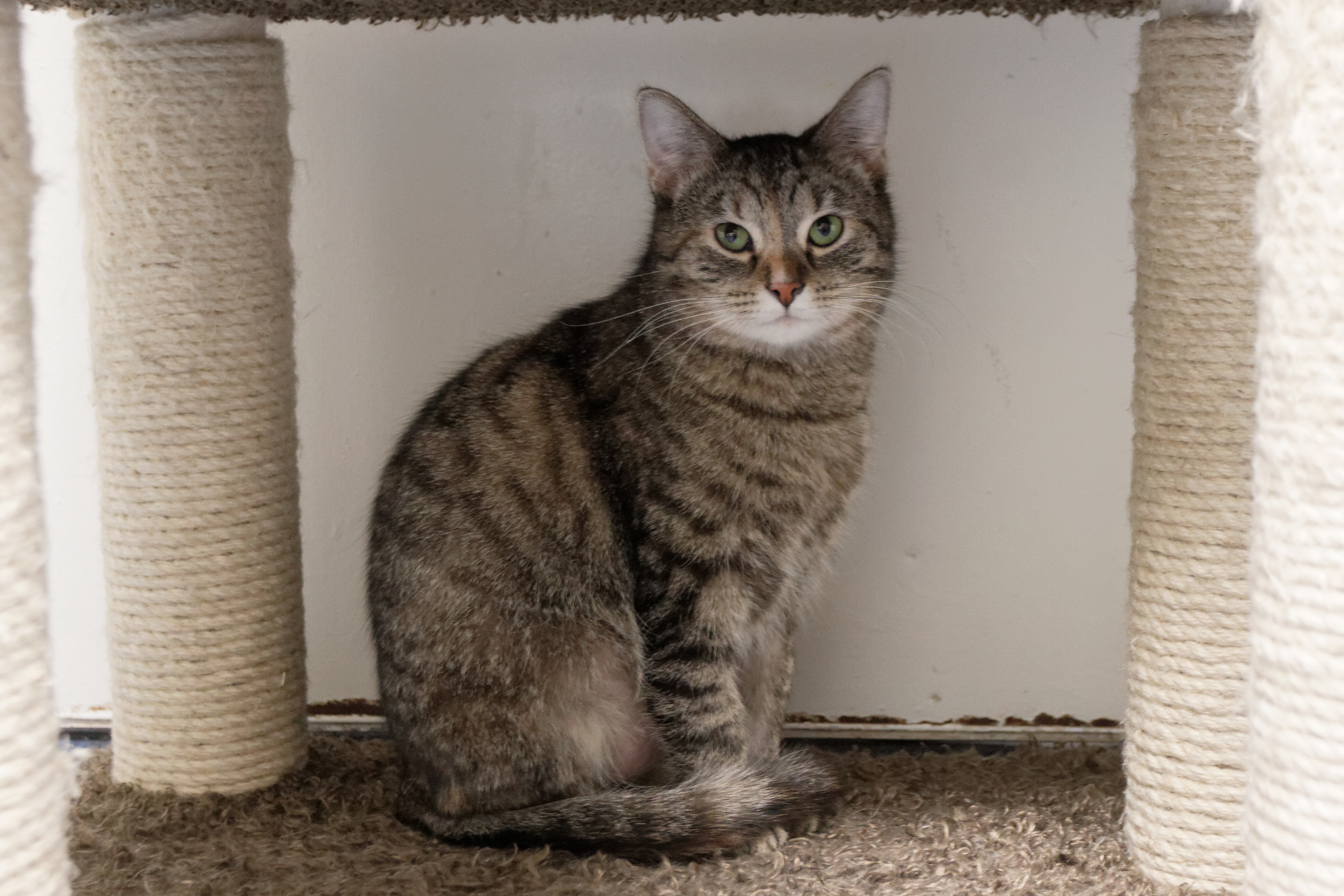 Charity, an adoptable Domestic Short Hair in Urbana, OH, 43078 | Photo Image 1