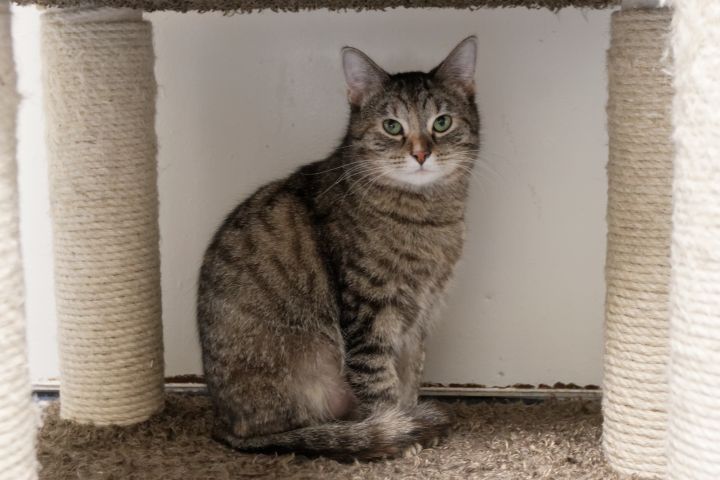 Charity, an adoptable Domestic Short Hair in Urbana, OH_image-1
