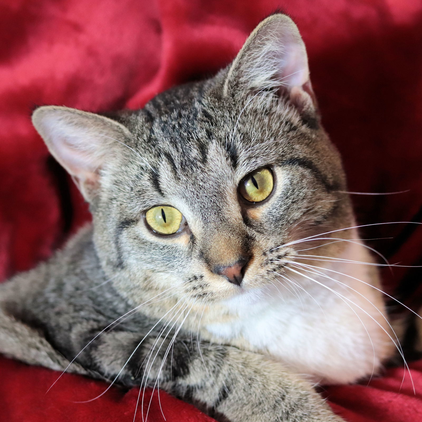 Trish, an adoptable Domestic Short Hair in Estherville, IA, 51334 | Photo Image 1