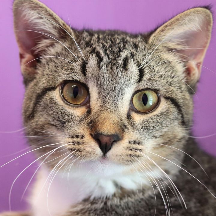 Trish, an adoptable Domestic Short Hair in Estherville, IA_image-2