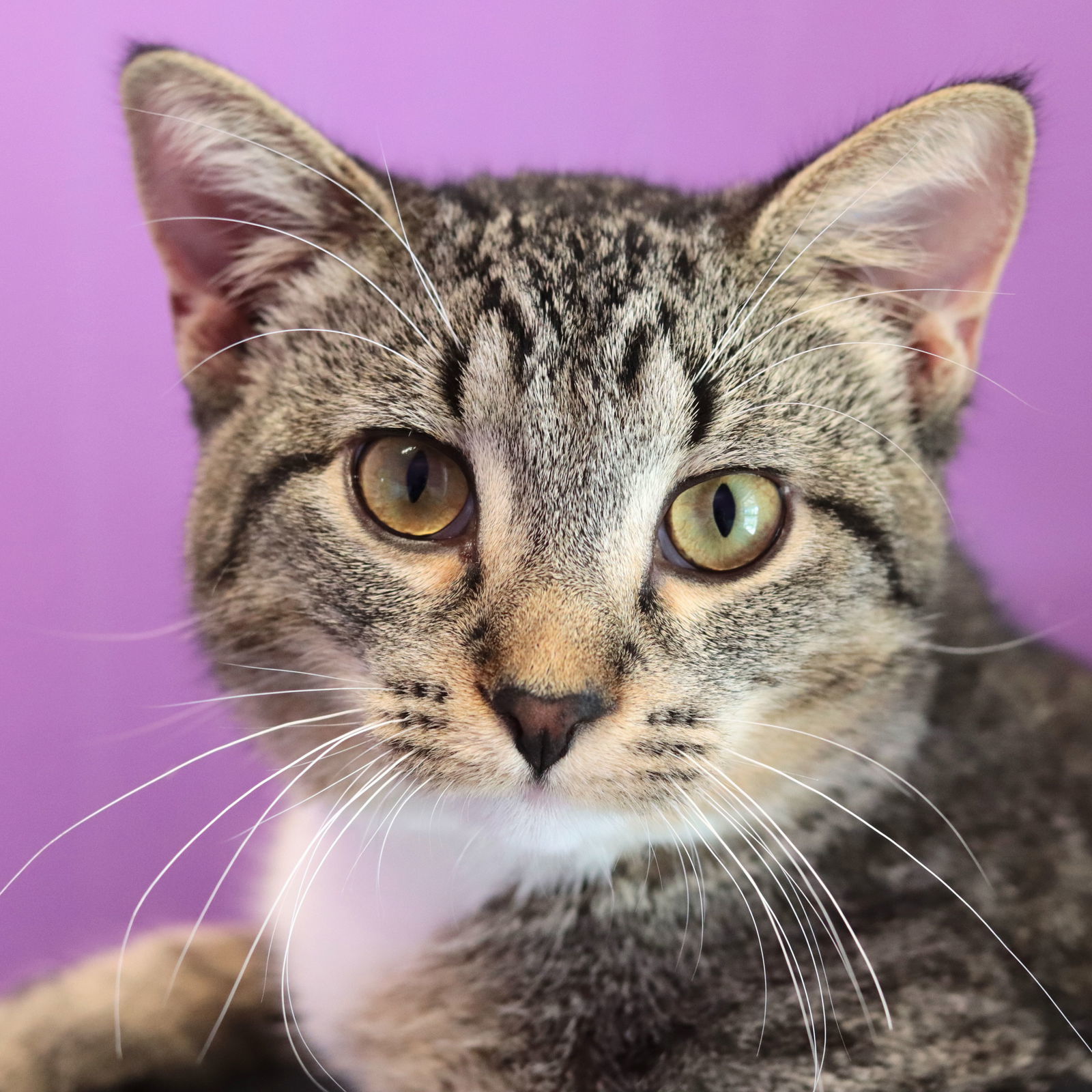 Trish, an adoptable Domestic Short Hair in Estherville, IA, 51334 | Photo Image 3