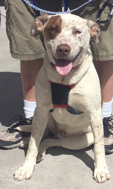 Benny, an adoptable Australian Cattle Dog / Blue Heeler in San Luis, CO, 81152 | Photo Image 2