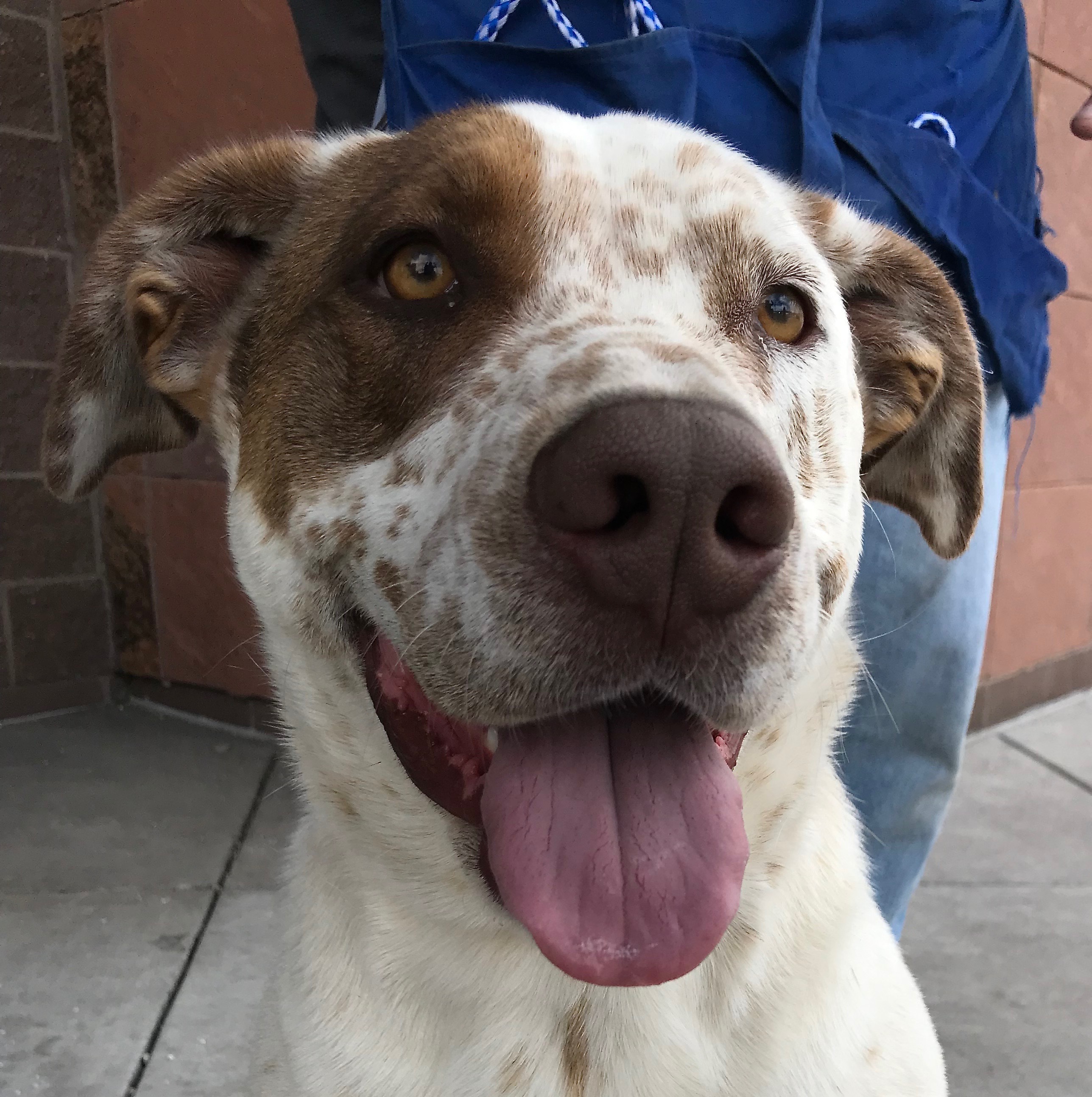 Benny, an adoptable Australian Cattle Dog / Blue Heeler in San Luis, CO, 81152 | Photo Image 1