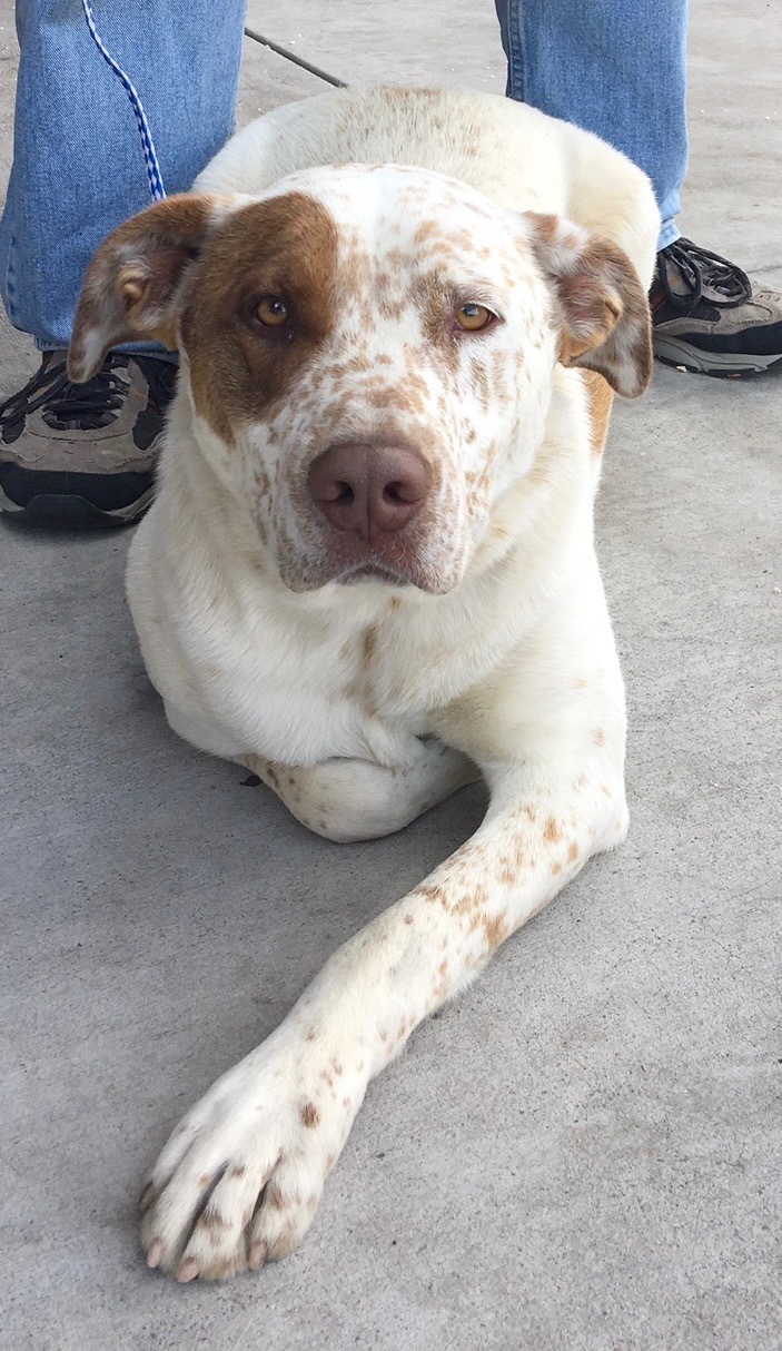 Benny, an adoptable Australian Cattle Dog / Blue Heeler in San Luis, CO, 81152 | Photo Image 3