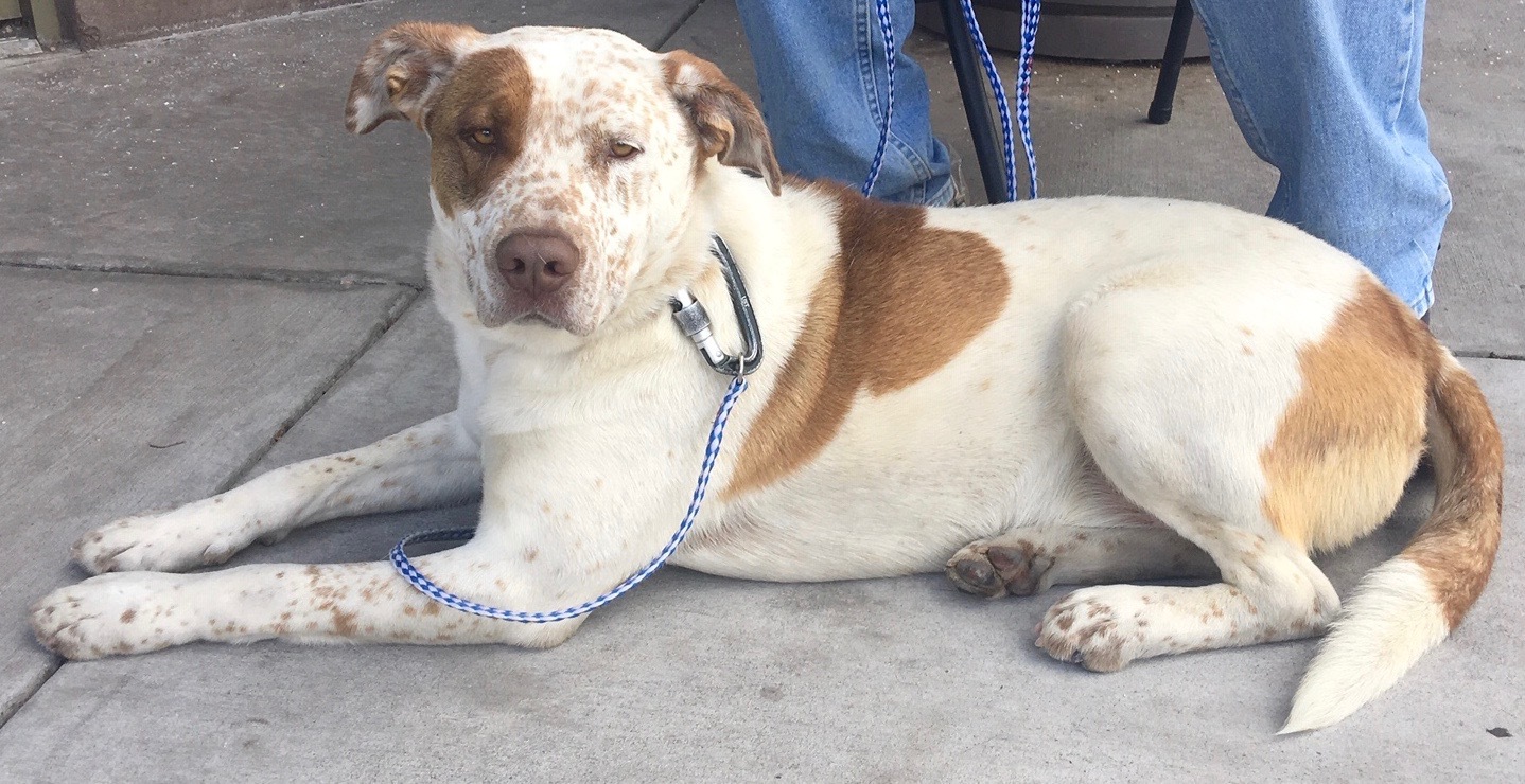 Benny, an adoptable Australian Cattle Dog / Blue Heeler in San Luis, CO, 81152 | Photo Image 5