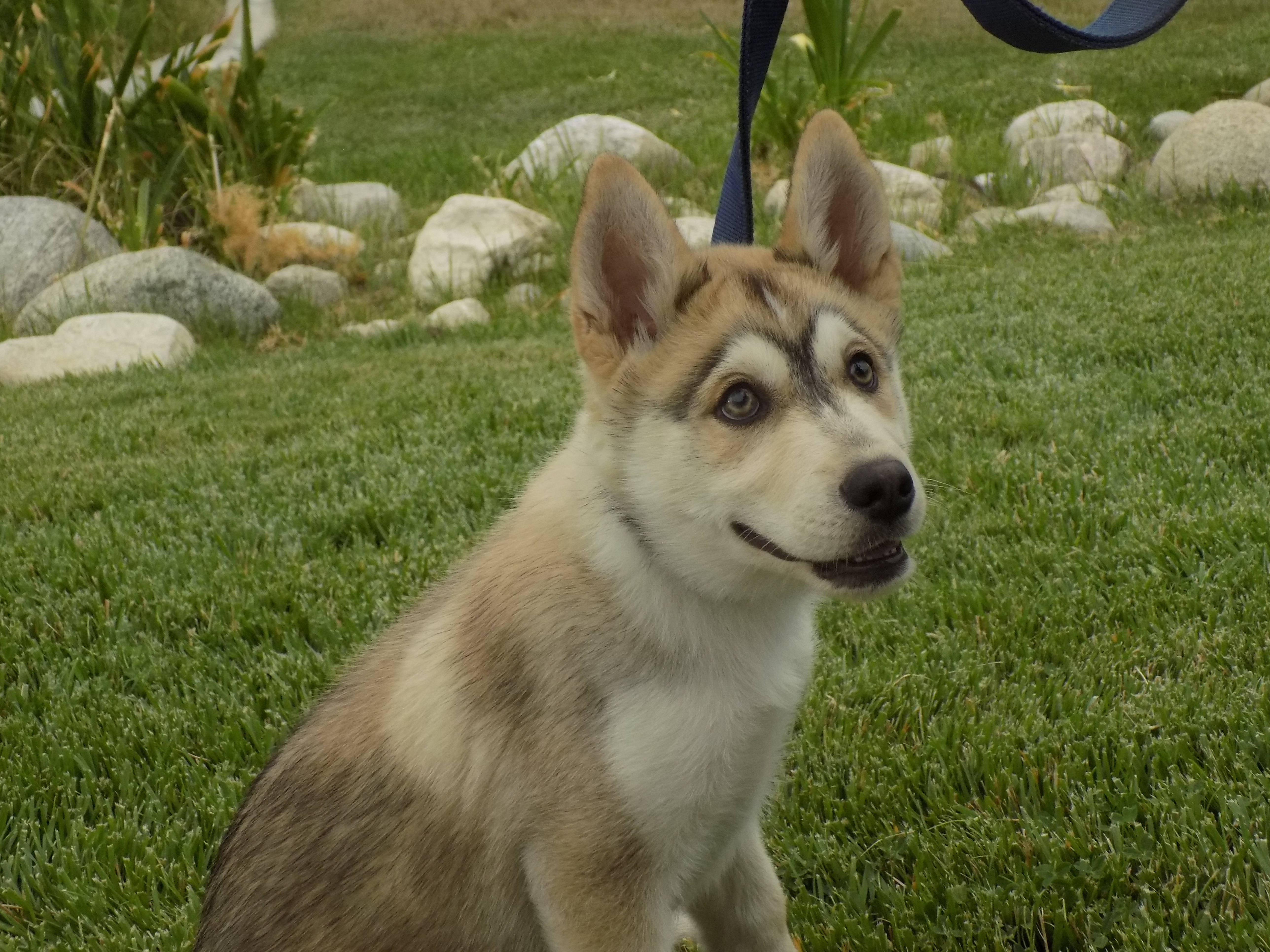 Zephyr, an adoptable Siberian Husky, Alaskan Malamute in Valencia, CA, 91355 | Photo Image 1