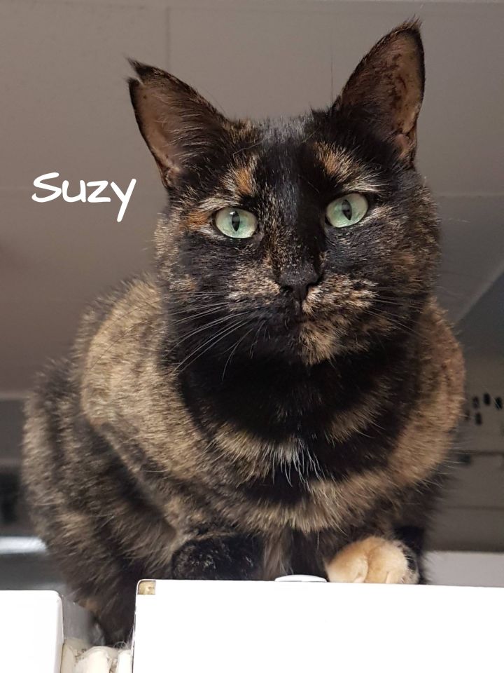 Suzy 6