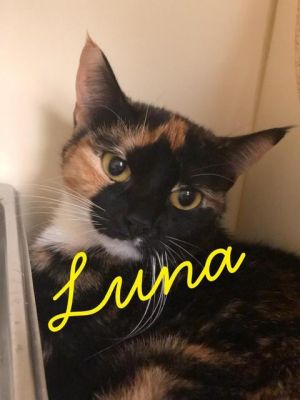 Luna