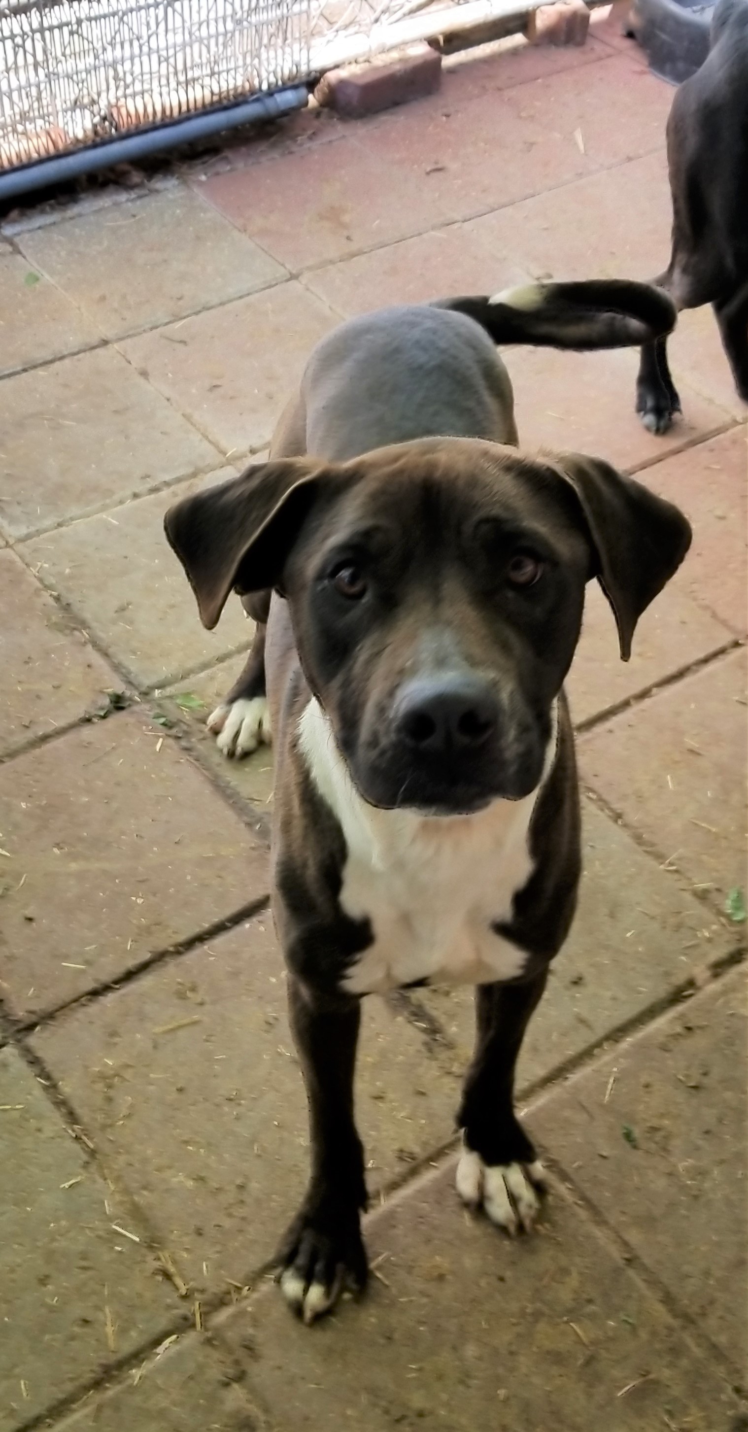 Nala, an adoptable Labrador Retriever in Boaz, AL, 35957 | Photo Image 1