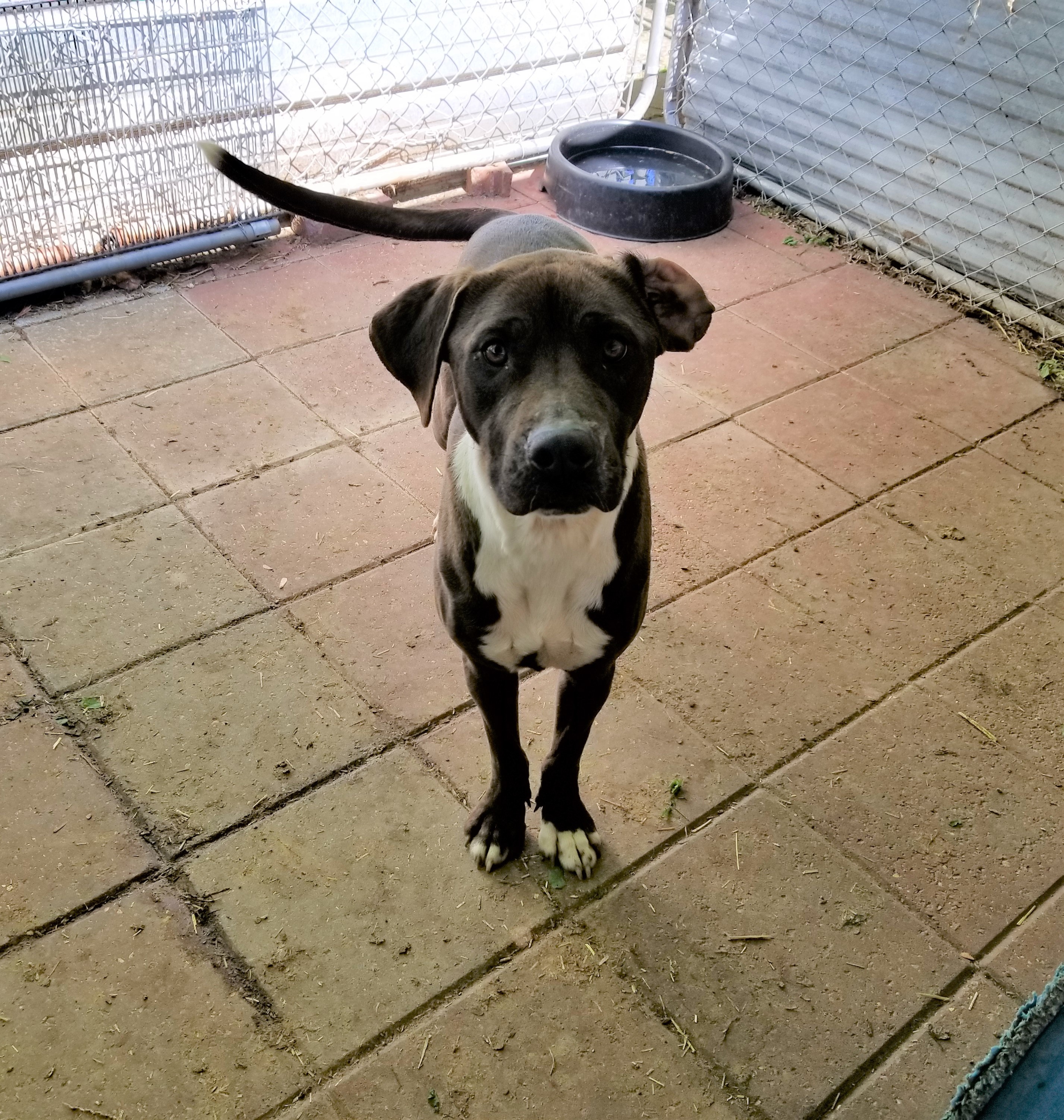 Nala, an adoptable Labrador Retriever in Boaz, AL, 35957 | Photo Image 2