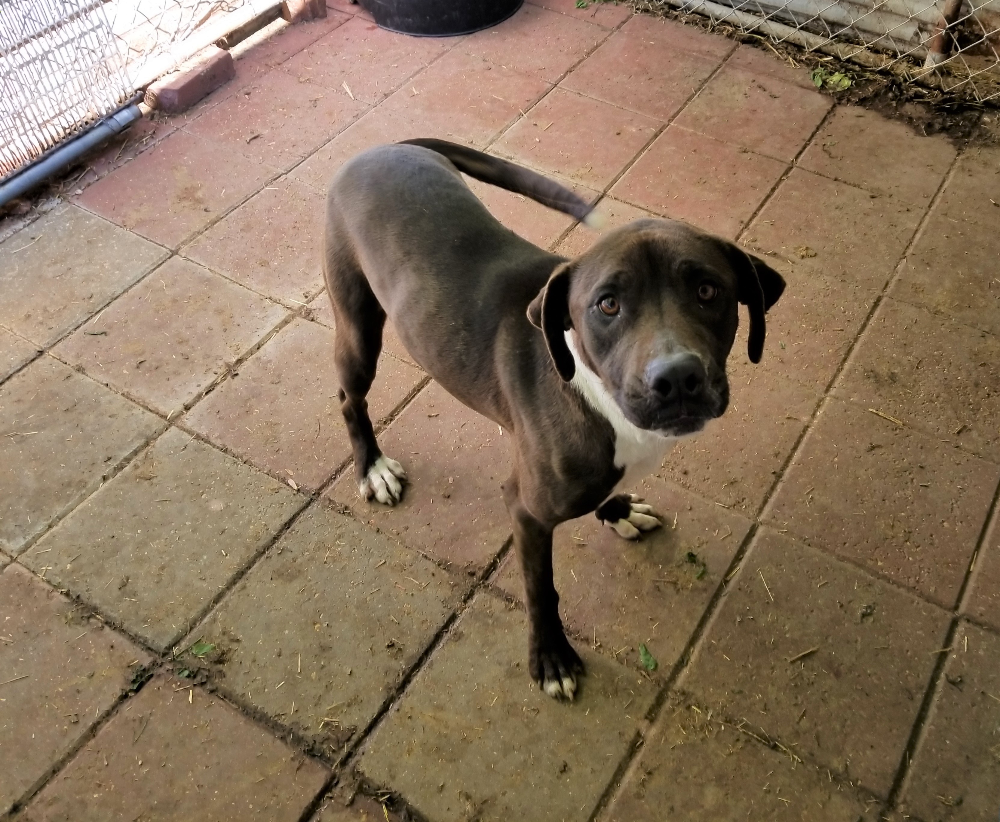 Nala, an adoptable Labrador Retriever in Boaz, AL, 35957 | Photo Image 3