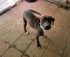 Nala photo 3