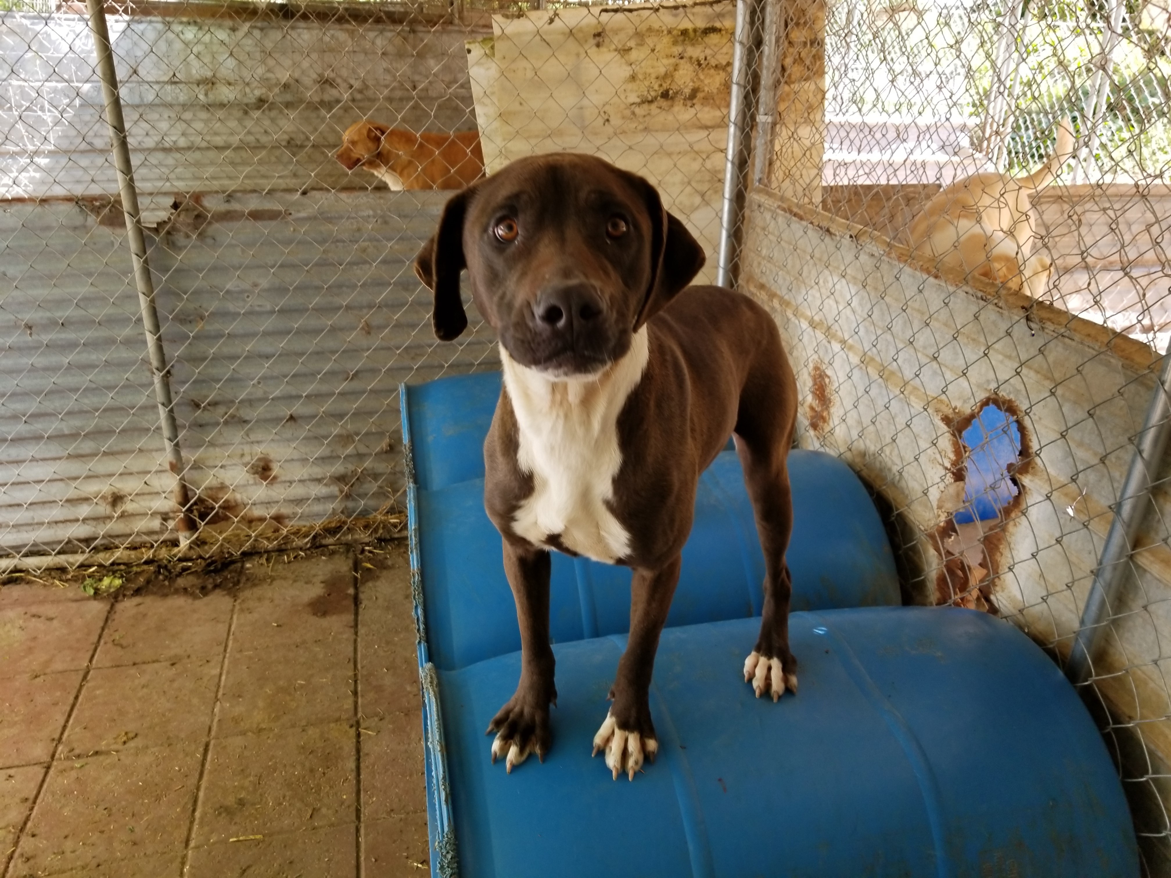 Nala, an adoptable Labrador Retriever in Boaz, AL, 35957 | Photo Image 4