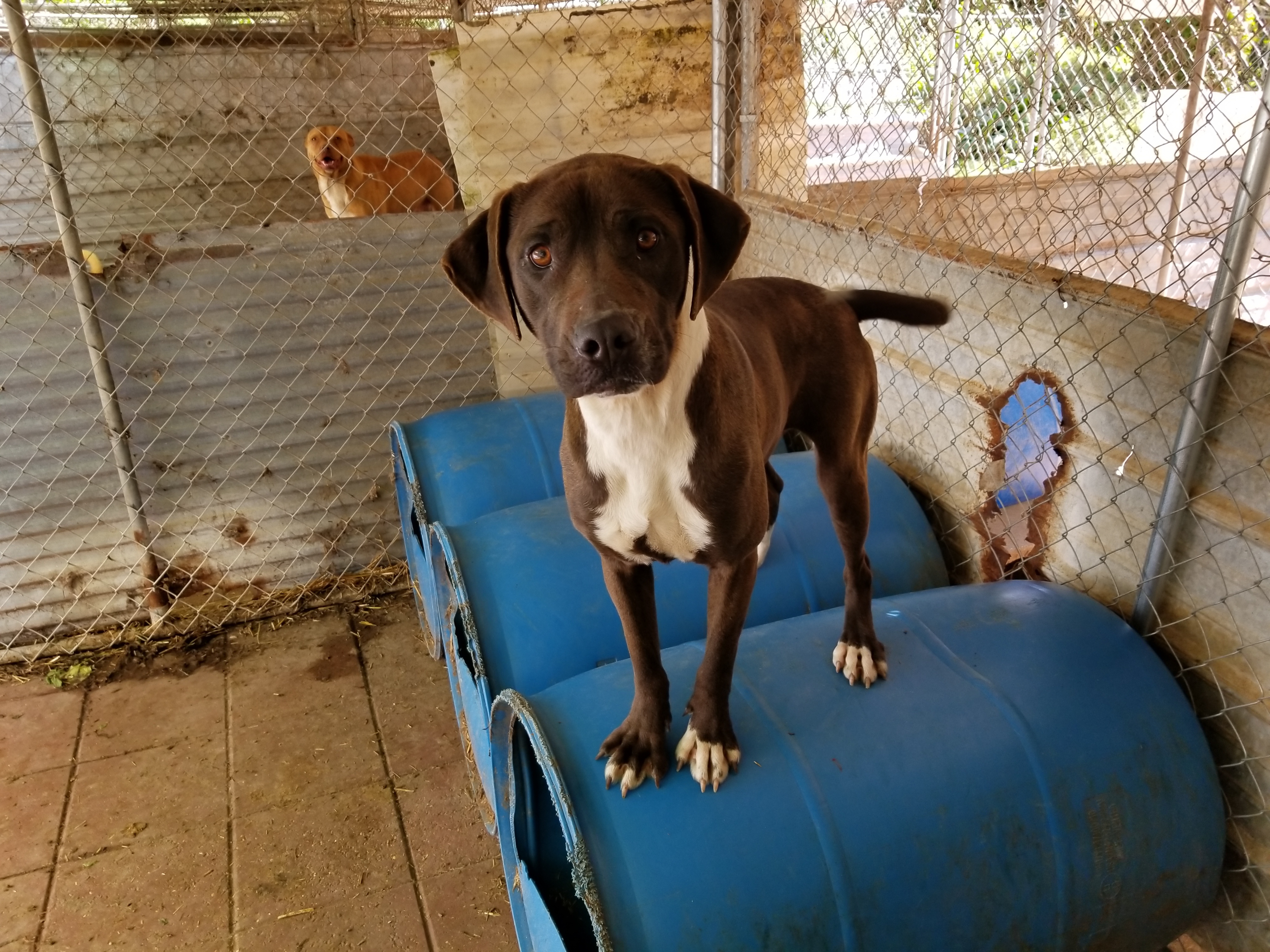 Nala, an adoptable Labrador Retriever in Boaz, AL, 35957 | Photo Image 5