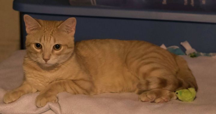 Salerno (In Foster Care), an adoptable Domestic Short Hair in Tomah, WI_image-2