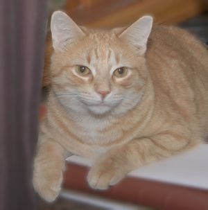 Salerno (In Foster Care)