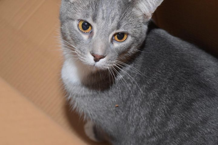 Trento (In Foster Care), an adoptable Domestic Short Hair in Tomah, WI_image-4