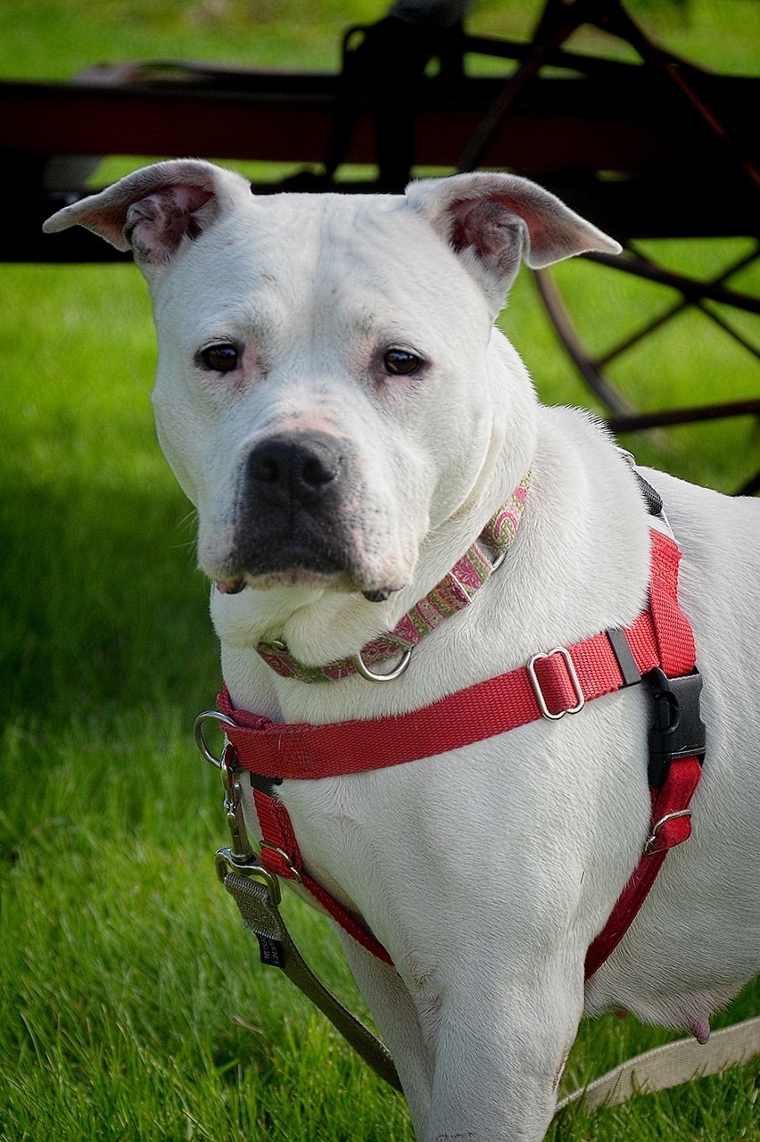 Saiya, an adoptable Pit Bull Terrier in Peotone, IL, 60468 | Photo Image 2