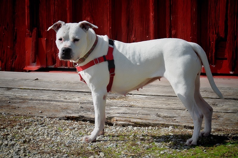 Saiya, an adoptable Pit Bull Terrier in Peotone, IL, 60468 | Photo Image 3