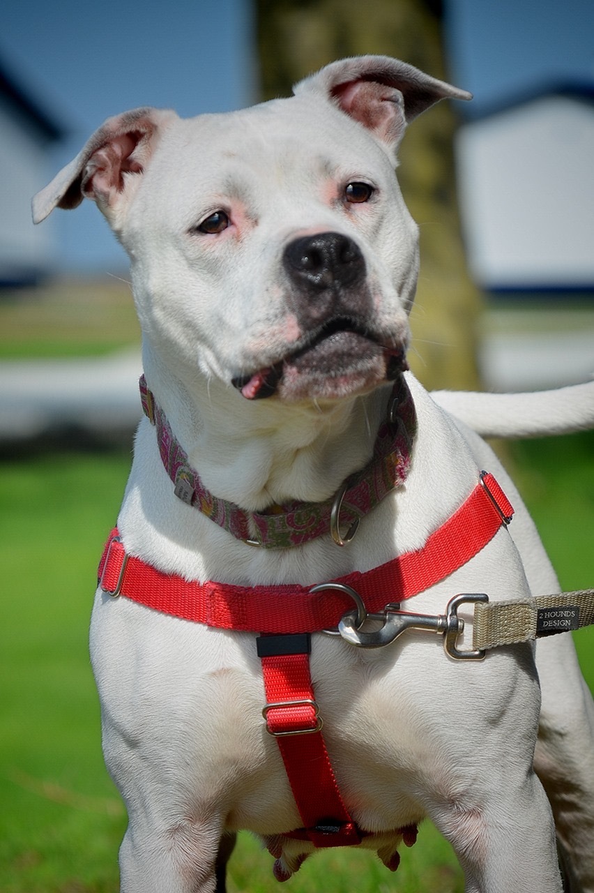 Saiya, an adoptable Pit Bull Terrier in Peotone, IL, 60468 | Photo Image 4