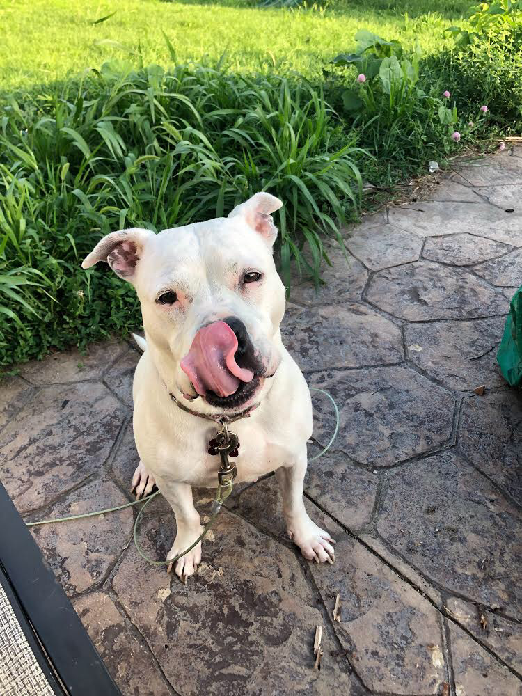 Saiya, an adoptable Pit Bull Terrier in Peotone, IL, 60468 | Photo Image 1