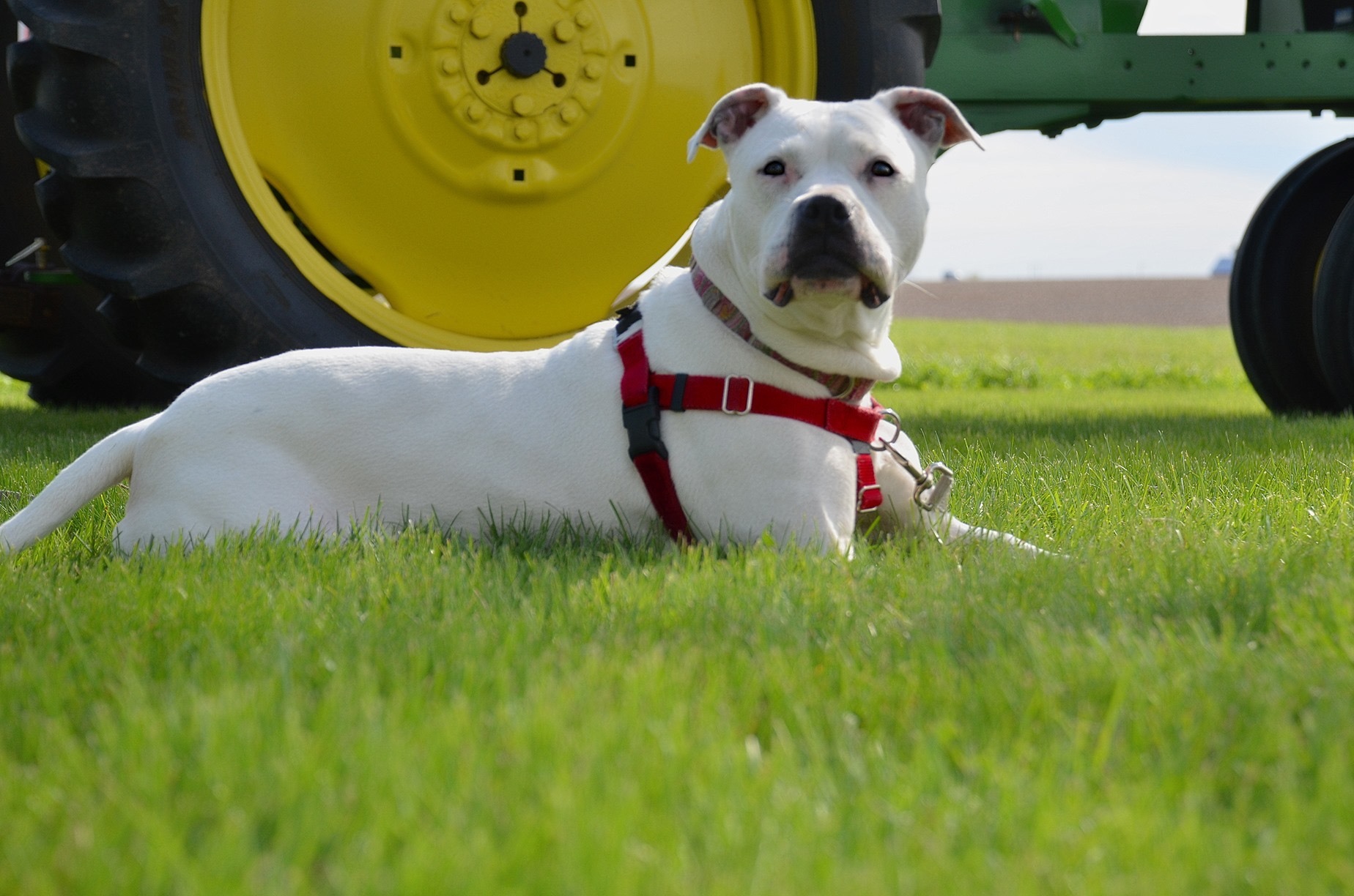 Saiya, an adoptable Pit Bull Terrier in Peotone, IL, 60468 | Photo Image 6