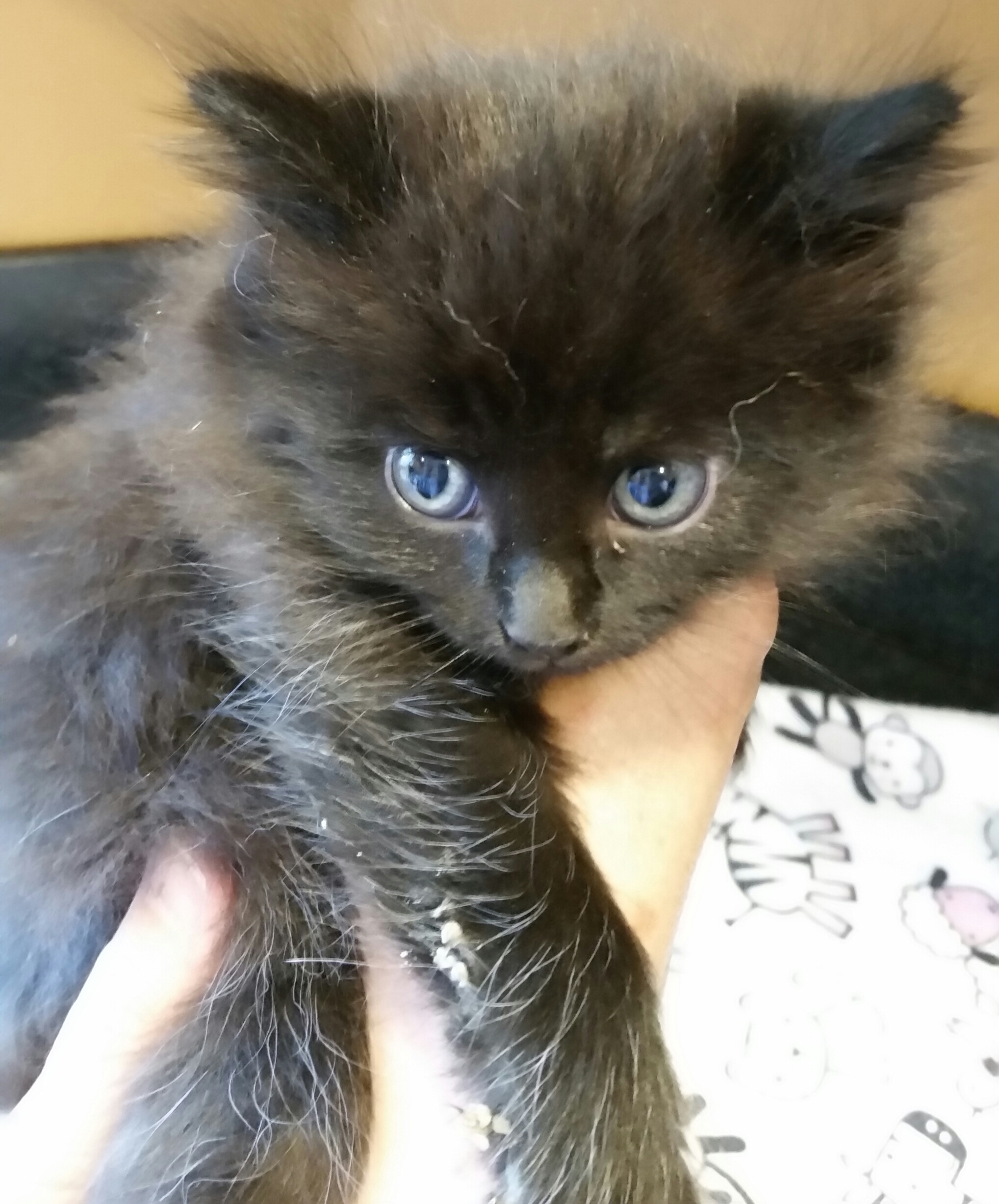 ZENA, an adoptable Domestic Long Hair in Sardinia, OH, 45171 | Photo Image 2