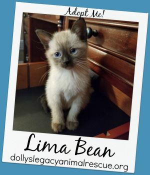 LIMA BEAN - Adoption Pending