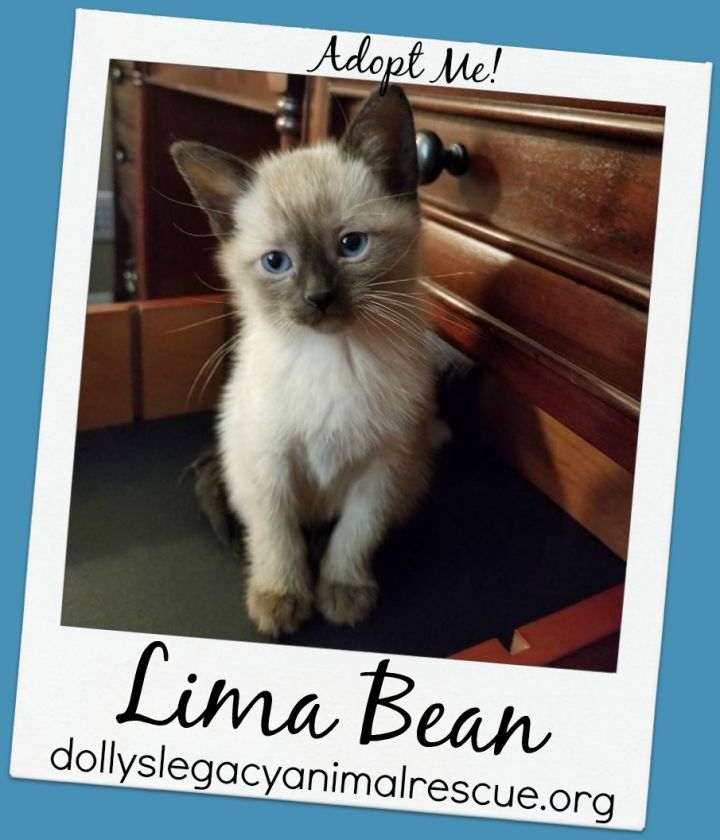 LIMA BEAN - Adoption Pending 1