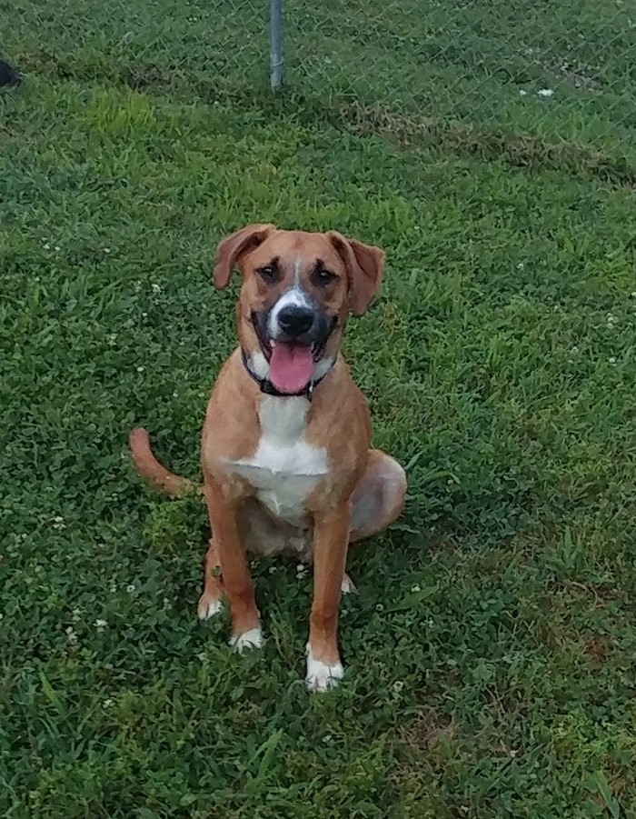 Mercury, an adoptable Labrador Retriever & Coonhound Mix in Hendersonville, TN_image-2
