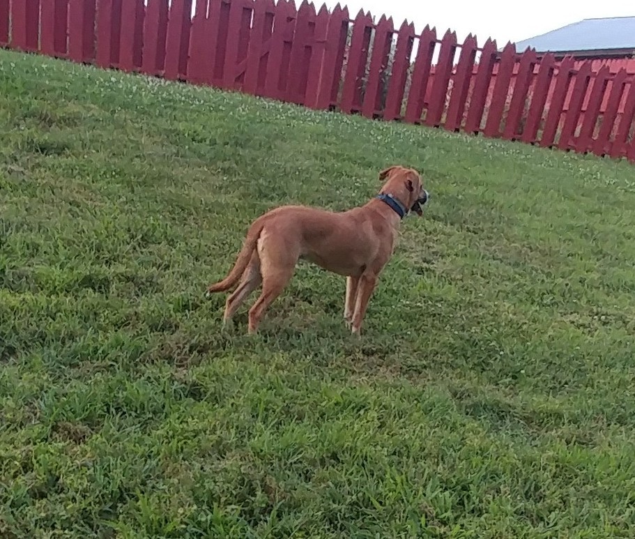Mercury, an adoptable Labrador Retriever, Coonhound in Hendersonville, TN, 37077 | Photo Image 3