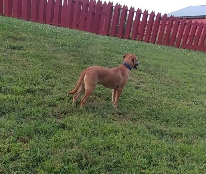 Mercury, an adoptable Labrador Retriever & Coonhound Mix in Hendersonville, TN_image-3