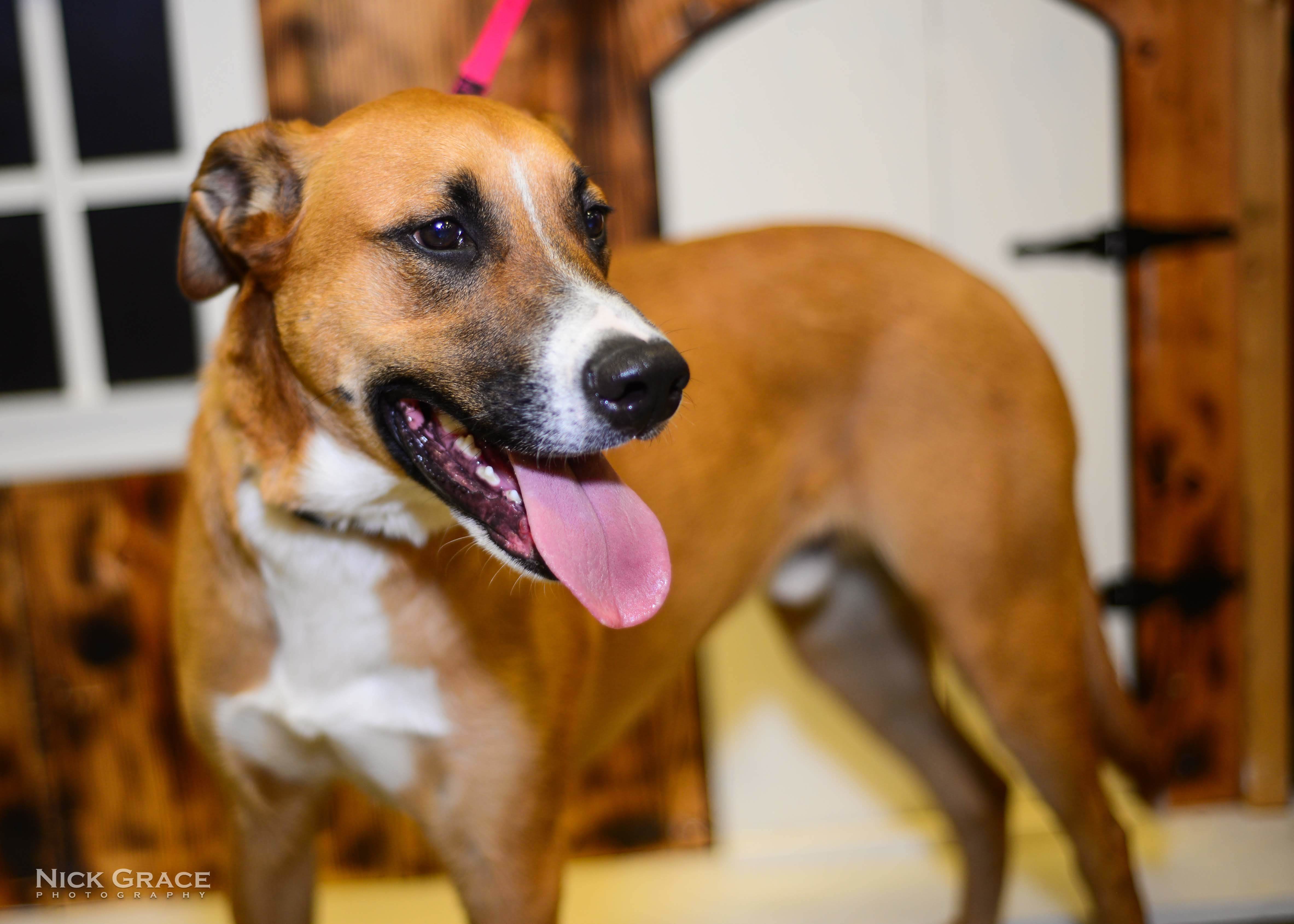 Mercury, an adoptable Labrador Retriever, Coonhound in Hendersonville, TN, 37077 | Photo Image 4