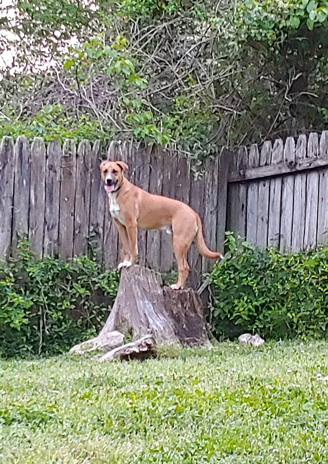 Mercury, an adoptable Labrador Retriever, Coonhound in Hendersonville, TN, 37077 | Photo Image 5