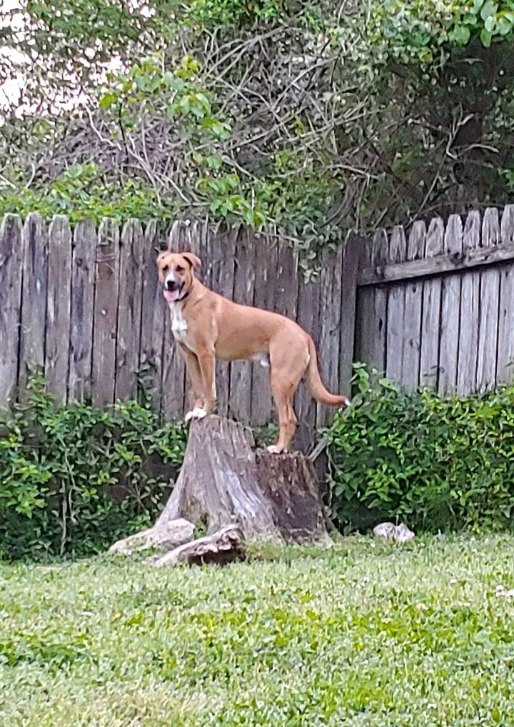 Mercury, an adoptable Labrador Retriever & Coonhound Mix in Hendersonville, TN_image-5