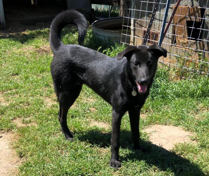 Dog For Adoption Bart A German Shepherd Dog Siberian Husky