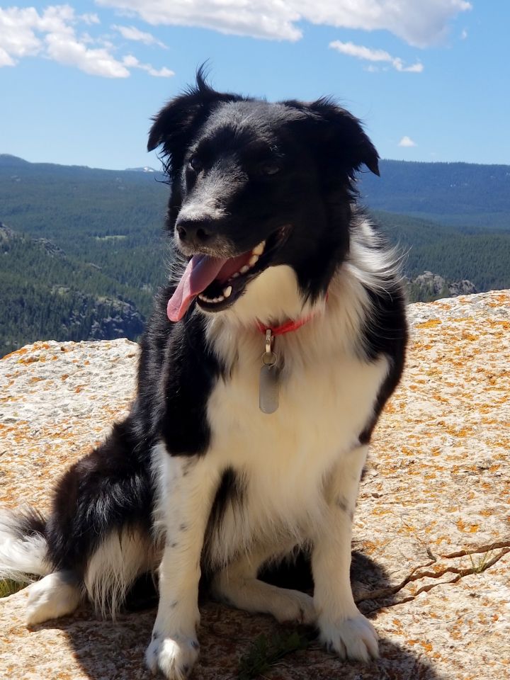Opie, an adoptable Border Collie in Sheridan, WY_image-1