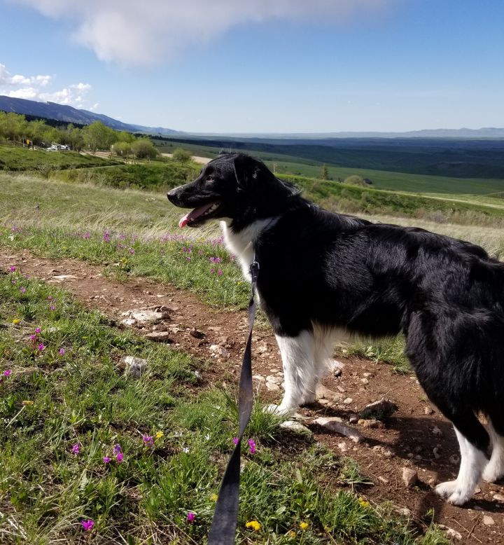 Opie, an adoptable Border Collie in Sheridan, WY_image-5