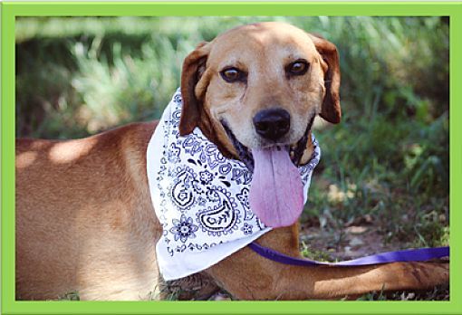 Nick, an adoptable Labrador Retriever in Blanchard, OK, 73010 | Photo Image 1