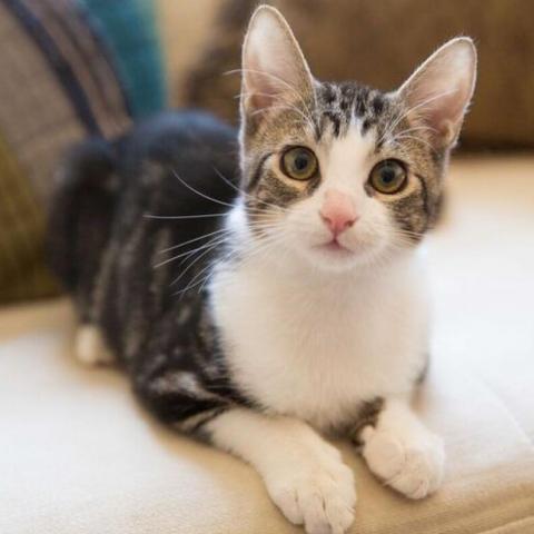 Baldwin, an adoptable Domestic Short Hair in Los Angeles, CA, 90016 | Photo Image 2