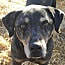 Pops, an adoptable Coonhound in Blanchard, OK, 73010 | Photo Image 1