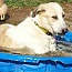 Sonic, an adoptable Mixed Breed in Blanchard, OK, 73010 | Photo Image 1