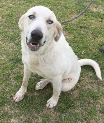 Great pyrenees hot sale labrador retriever