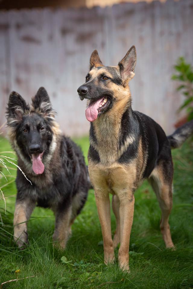 Shadow, an adoptable German Shepherd Dog in Kennewick, WA, 99336 | Photo Image 2