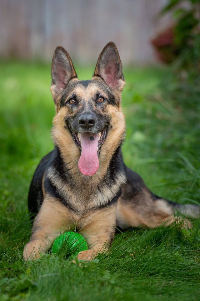Shadow, an adoptable German Shepherd Dog in Kennewick, WA, 99336 | Photo Image 3