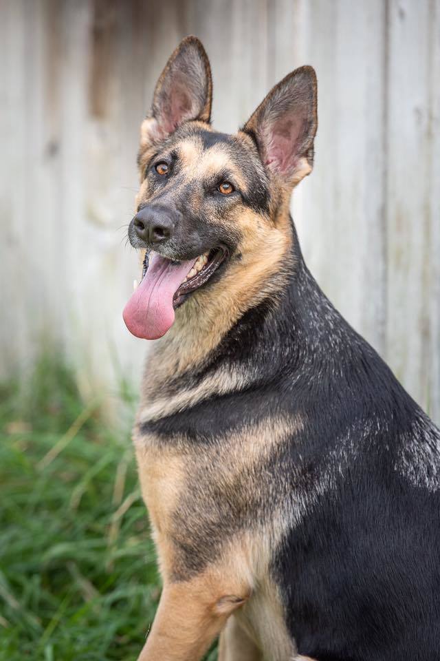 Shadow, an adoptable German Shepherd Dog in Kennewick, WA, 99336 | Photo Image 4