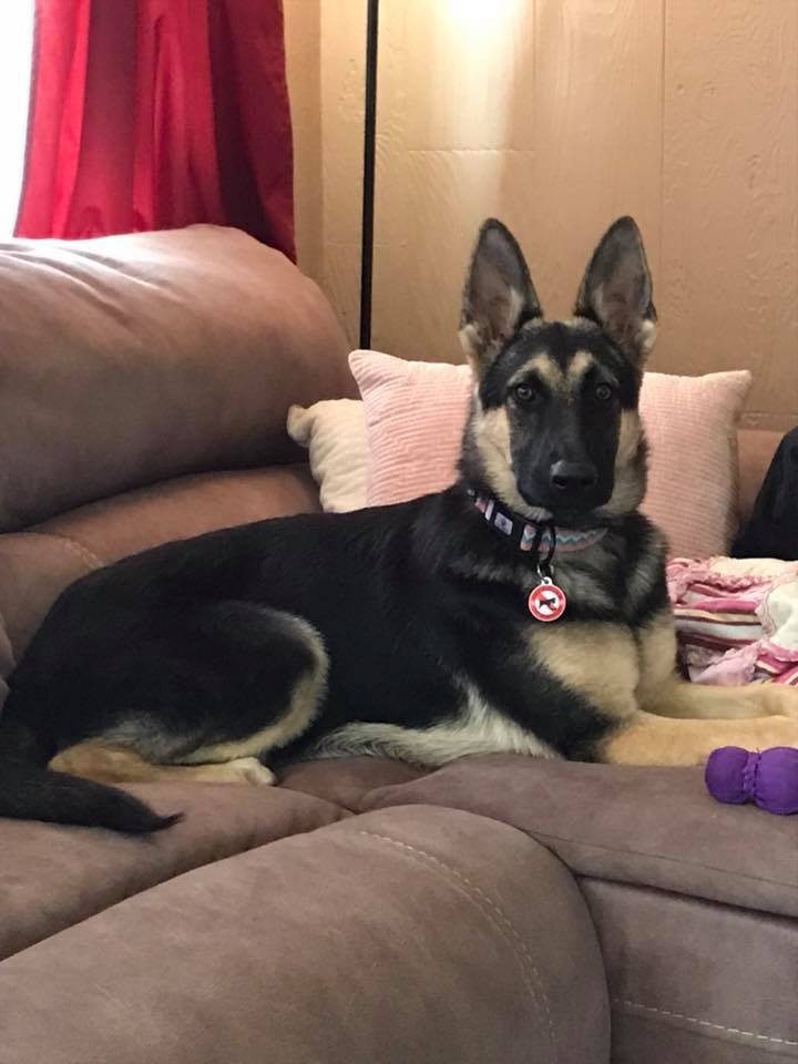Shadow, an adoptable German Shepherd Dog in Kennewick, WA, 99336 | Photo Image 5