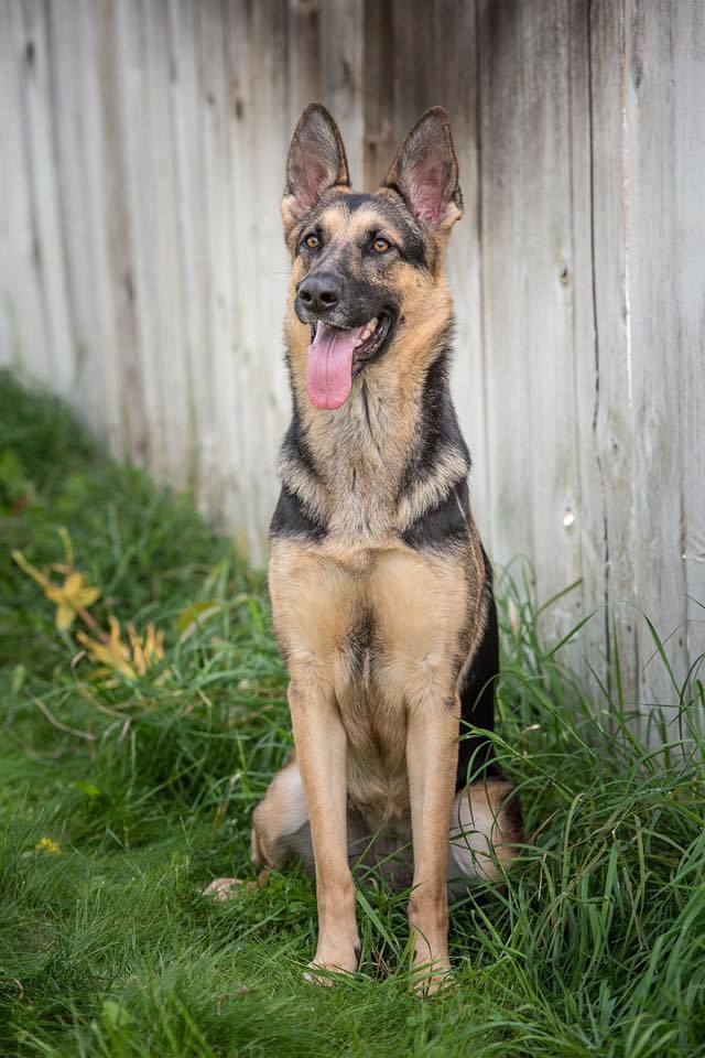 Shadow, an adoptable German Shepherd Dog in Kennewick, WA, 99336 | Photo Image 6